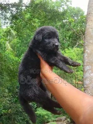 German Sherped Puppy