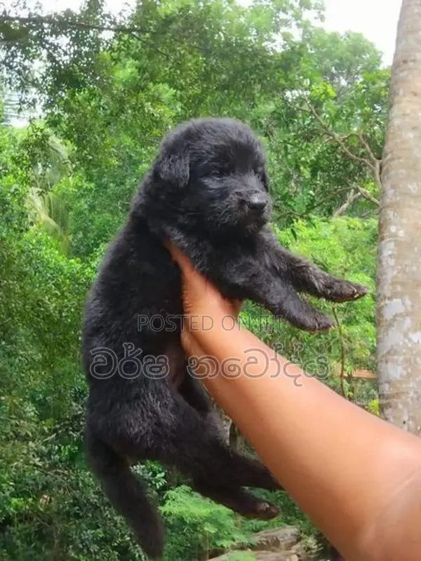 German Sherped Puppy