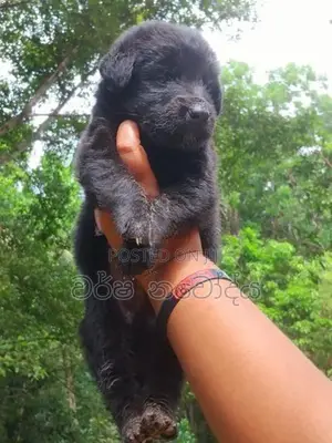 German Sherped Puppy