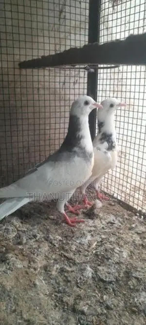 pigeon