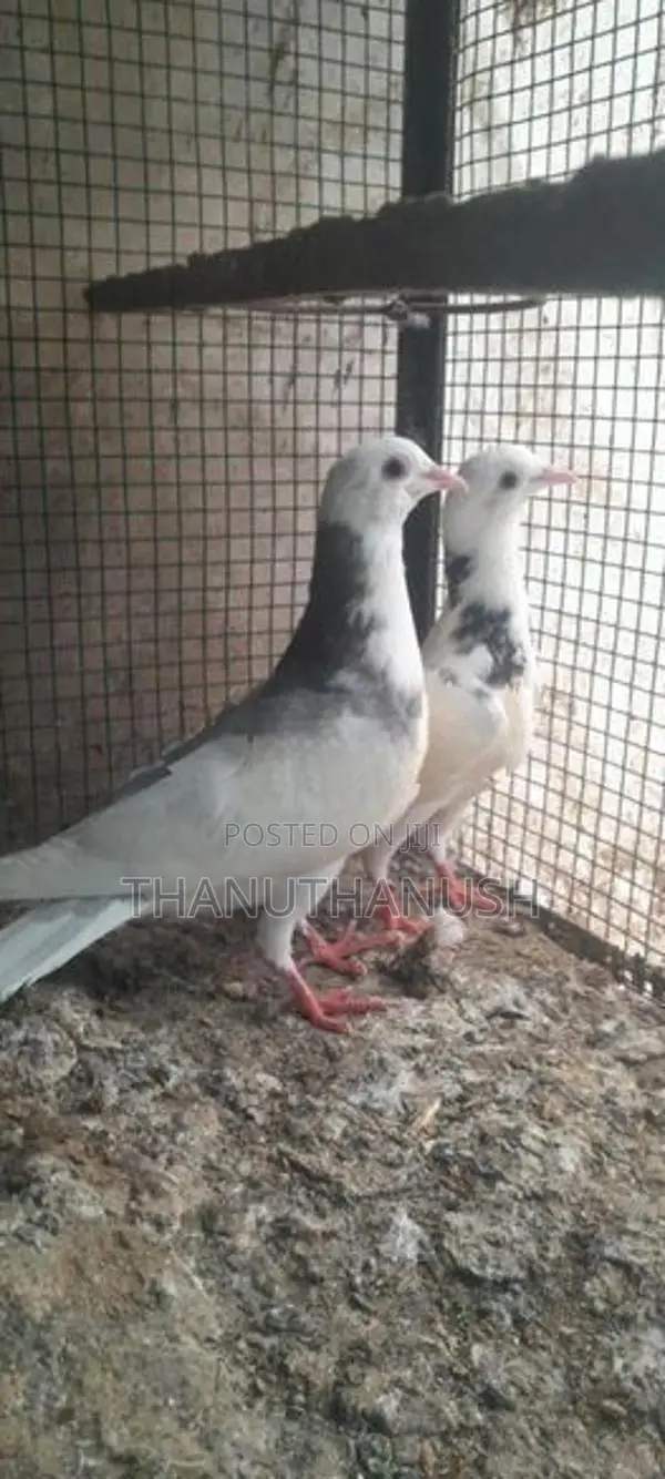pigeon