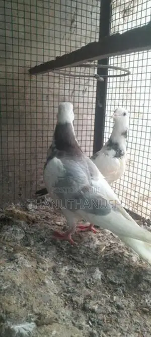 pigeon