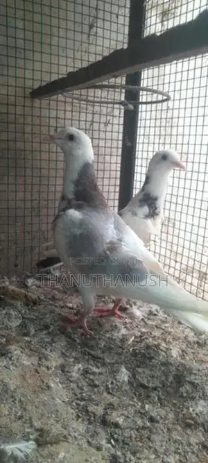 pigeon