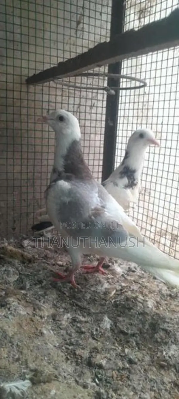 pigeon