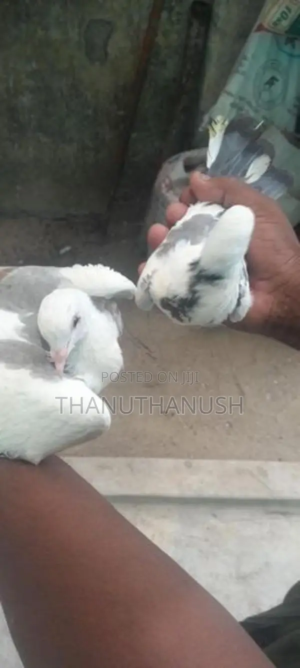 pigeon
