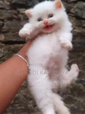 Persian Cat