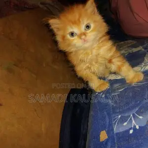 Persian Cat