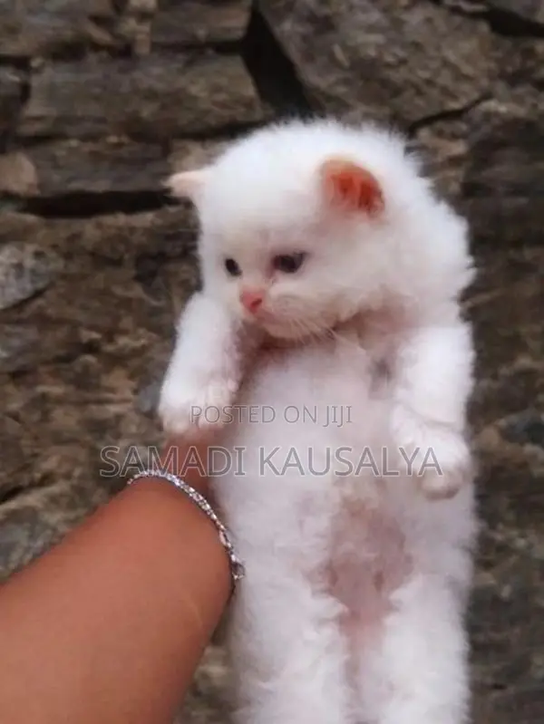 Persian Cat