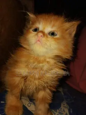 Persian Cat