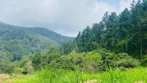ඇල්ල ඉඩමක් විකිණීමට