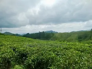 වටවල ඉඩමක් විකිණීමට