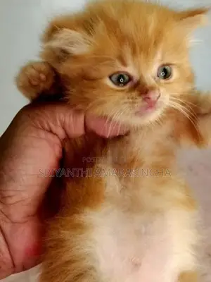 Persian Cats