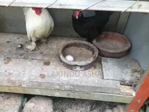 Oeg Breeding Pair with Cage