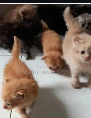 Persian Cats