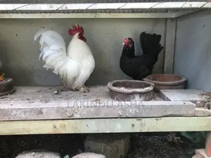 Oeg Breeding Pair with Cage