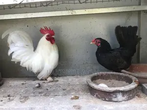 Oeg Breeding Pair with Cage