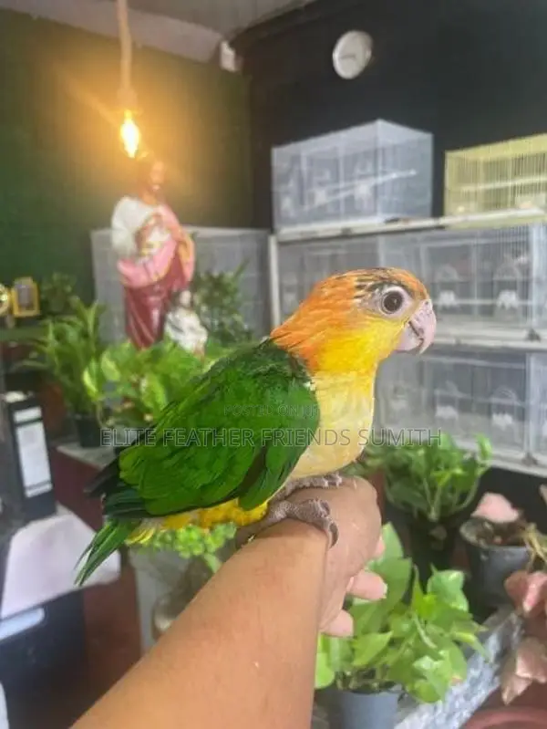 White-Bellied Caique Bird