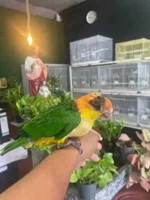 White-Bellied Caique Bird