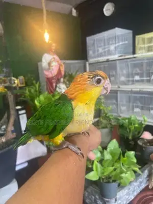 White-Bellied Caique Bird