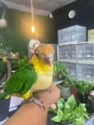 White-Bellied Caique Bird