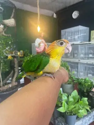 White-Bellied Caique Bird