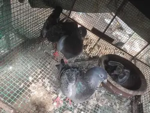 Pigeon