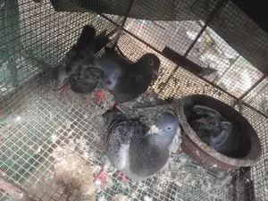 Pigeon