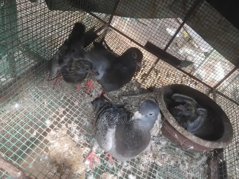 Pigeon