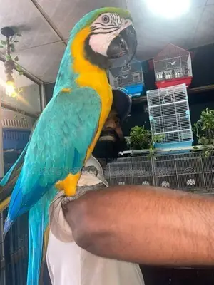 Blue Gold Macaw