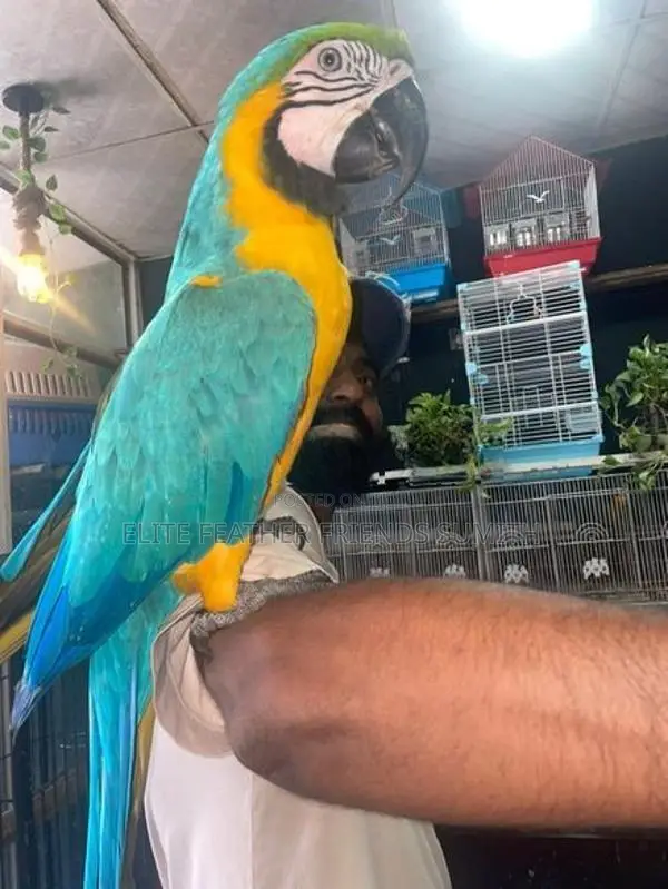 Blue Gold Macaw