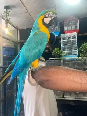 Blue Gold Macaw