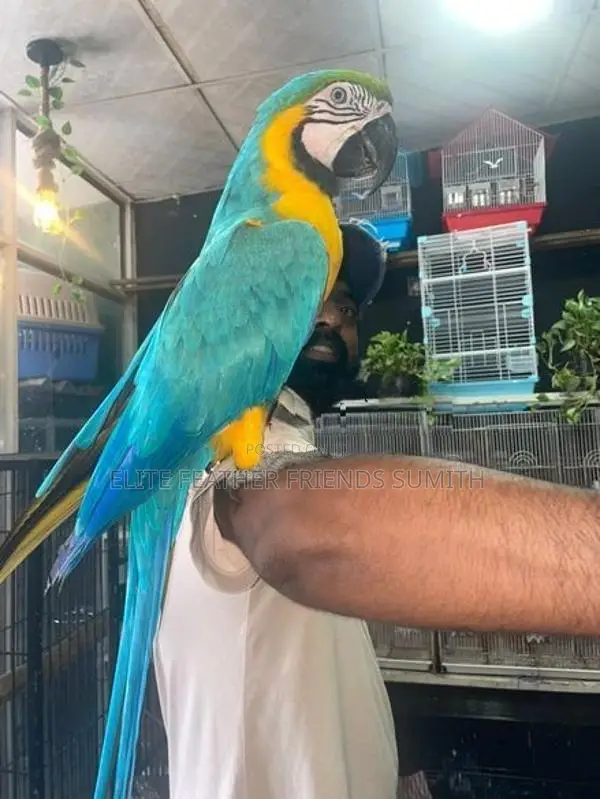 Blue Gold Macaw