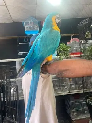 Blue Gold Macaw