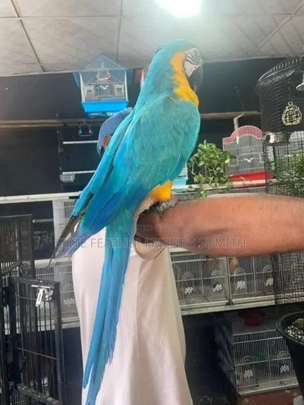 Blue Gold Macaw
