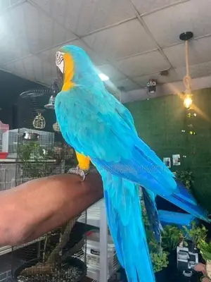 Blue Gold Macaw