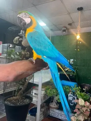 Blue Gold Macaw