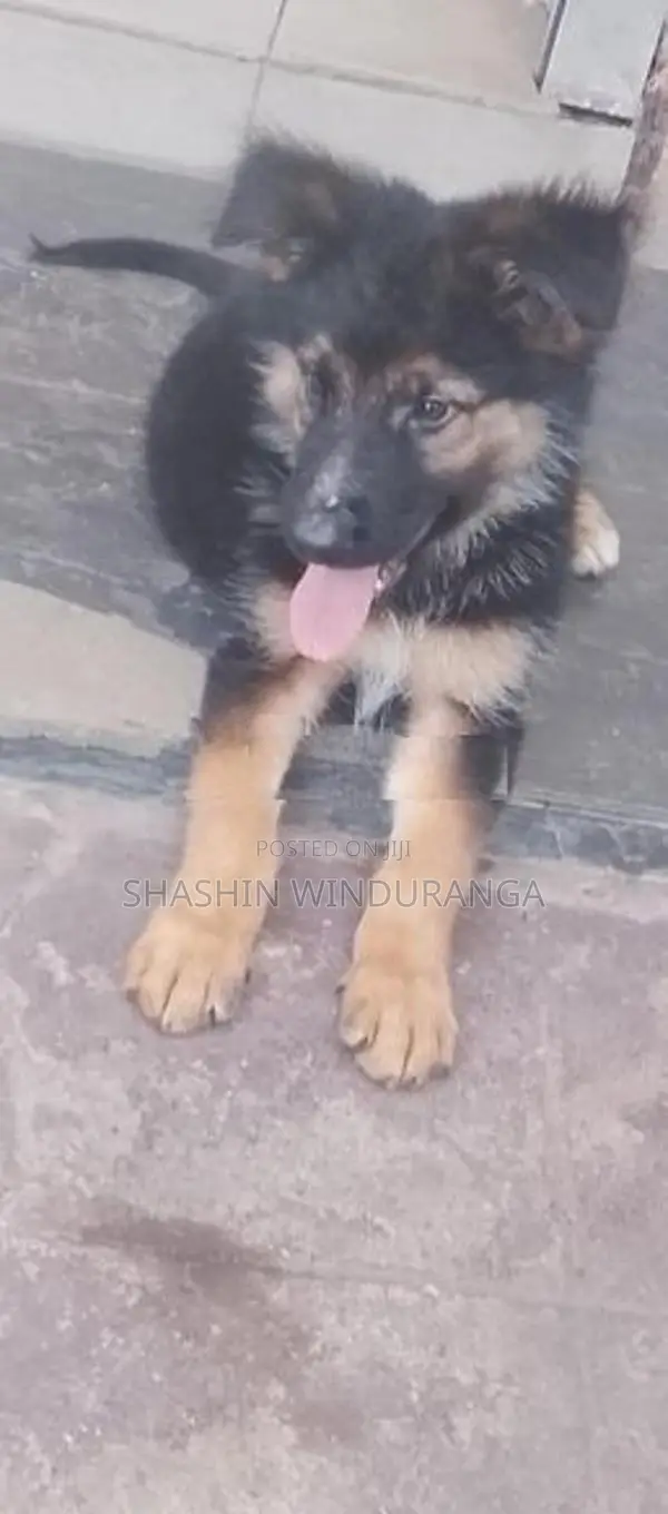 German Shepherd Longcoat Puppy