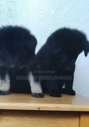 German Shepherd Longcoat Puppy