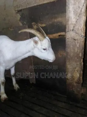 Saanen Goat