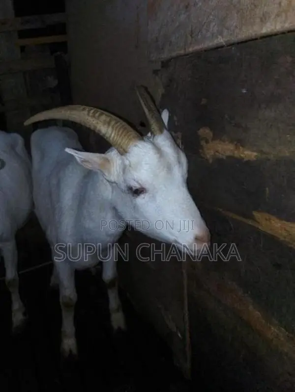Saanen Goat