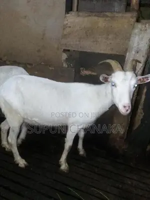 Saanen Goat