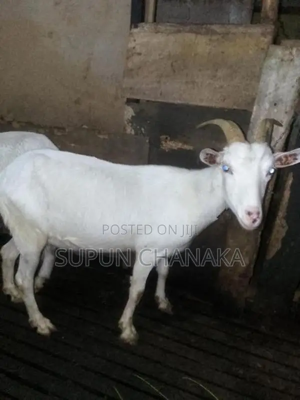 Saanen Goat