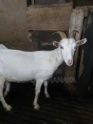 Saanen Goat