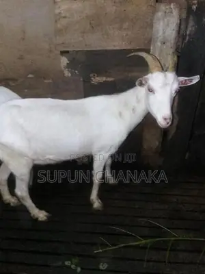 Saanen Goat