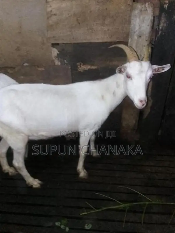 Saanen Goat