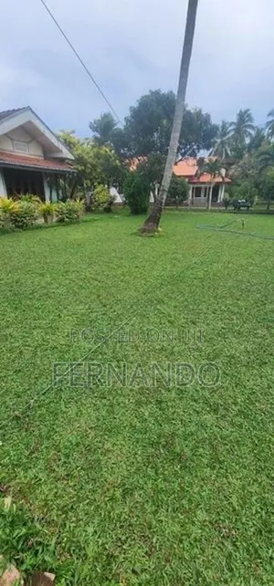 Malasiyan Carpet Grass