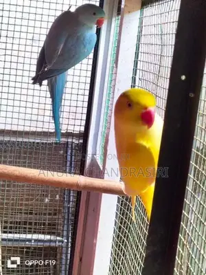 Ringneck Birds