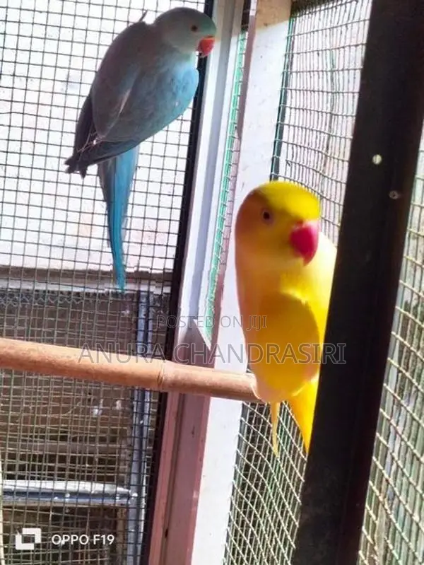 Ringneck Birds