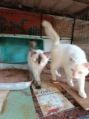 Himalayan Persian Cats