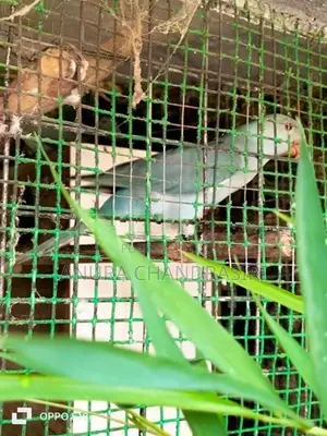 Ringneck Birds